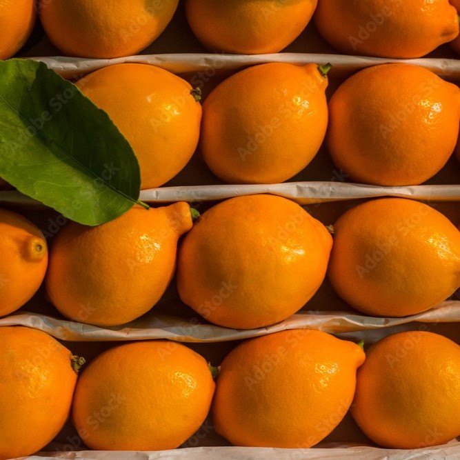 Lemon Uzbekistan - Image 4