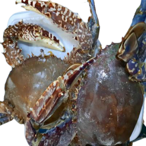 Fresh Crab Body – 1kg