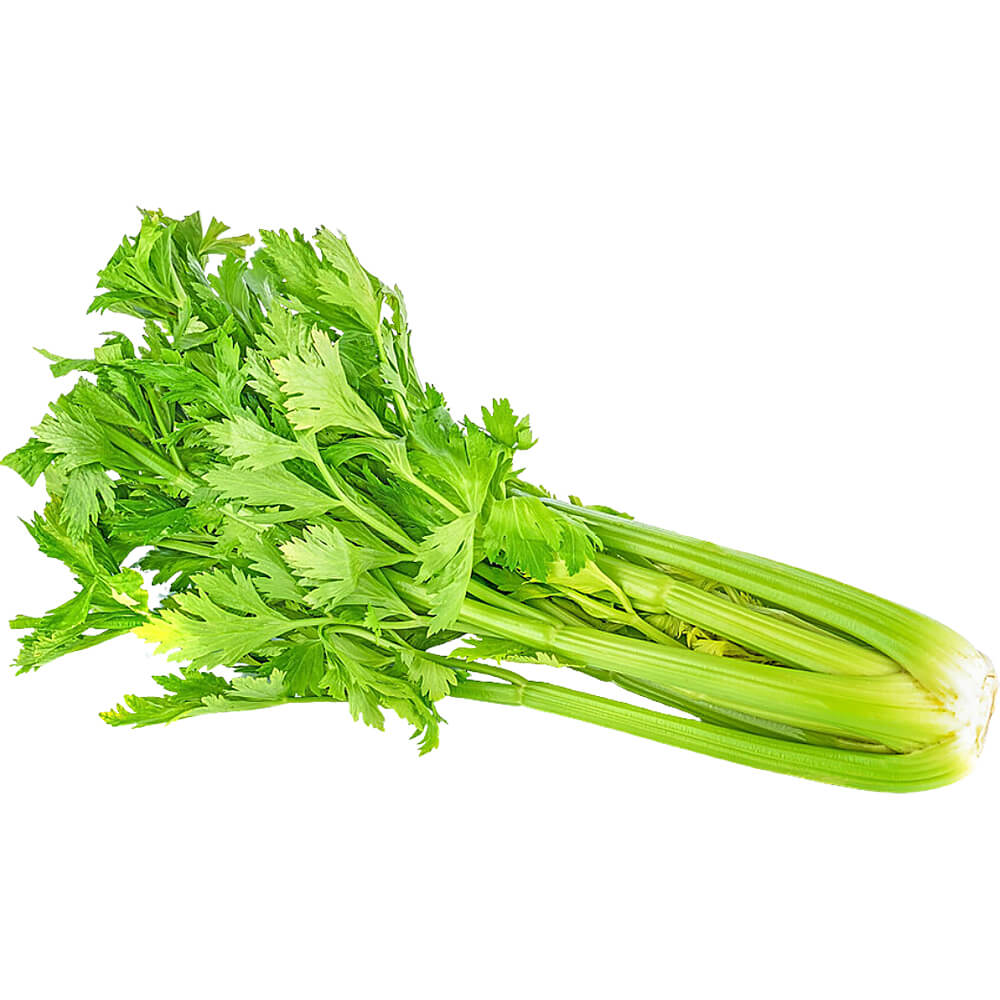 Celery China - Image 2
