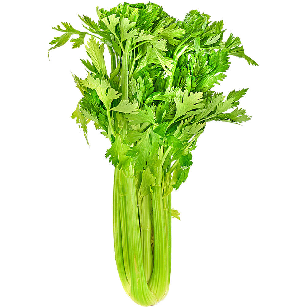 Celery China - Image 3