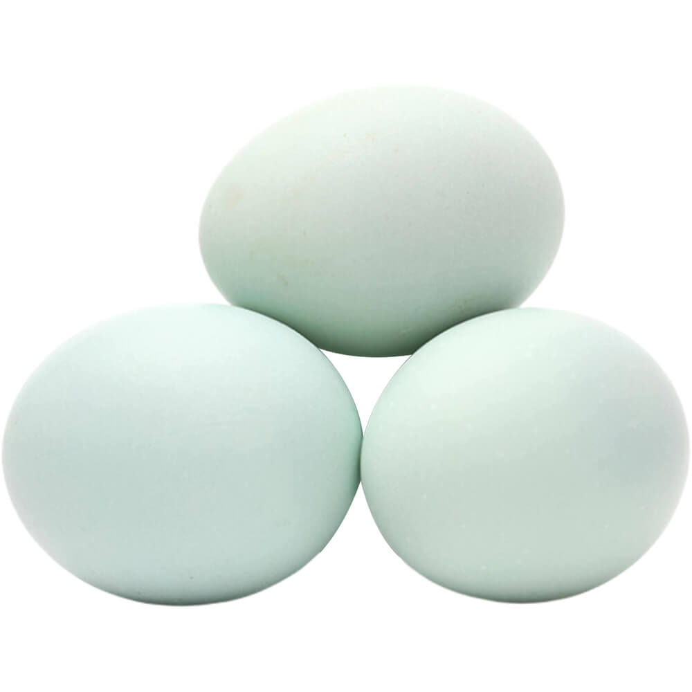 Duck Eggs