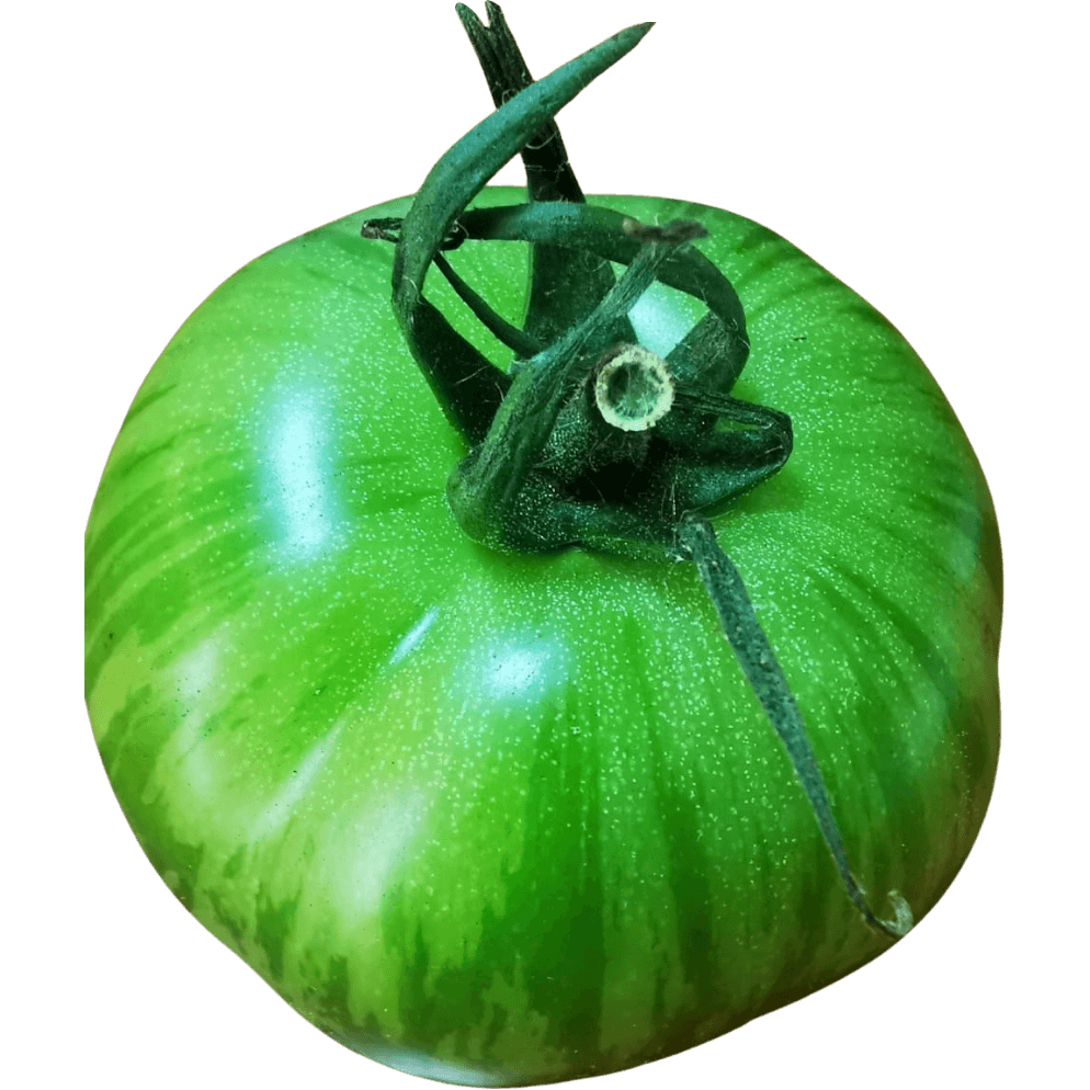 Tiger Tomatoes - Image 3
