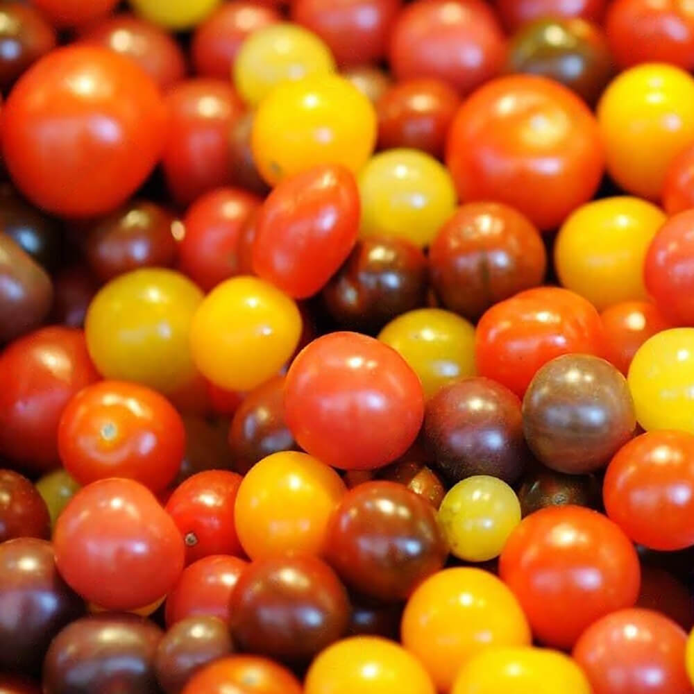 Tomato Cherry Mix Shaker - Image 5